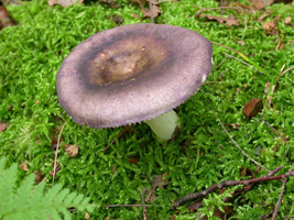 Russula xerampelina – This mature fruiting body growing in moss has a concave or sunken cap disc.